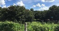 ขายที่ดิน 614 ตรว. ถนนเชียงใหม่-ลำพูน สายเก่า
