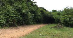 ขายที่ดิน 15 ไร่ อำเภอเมืองลำพูน