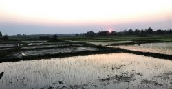 ขายที่นา 2 ไร่ อ.เมือง จ.ลำปาง